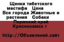 Щенки тибетского мастифа › Цена ­ 80 - Все города Животные и растения » Собаки   . Пермский край,Краснокамск г.